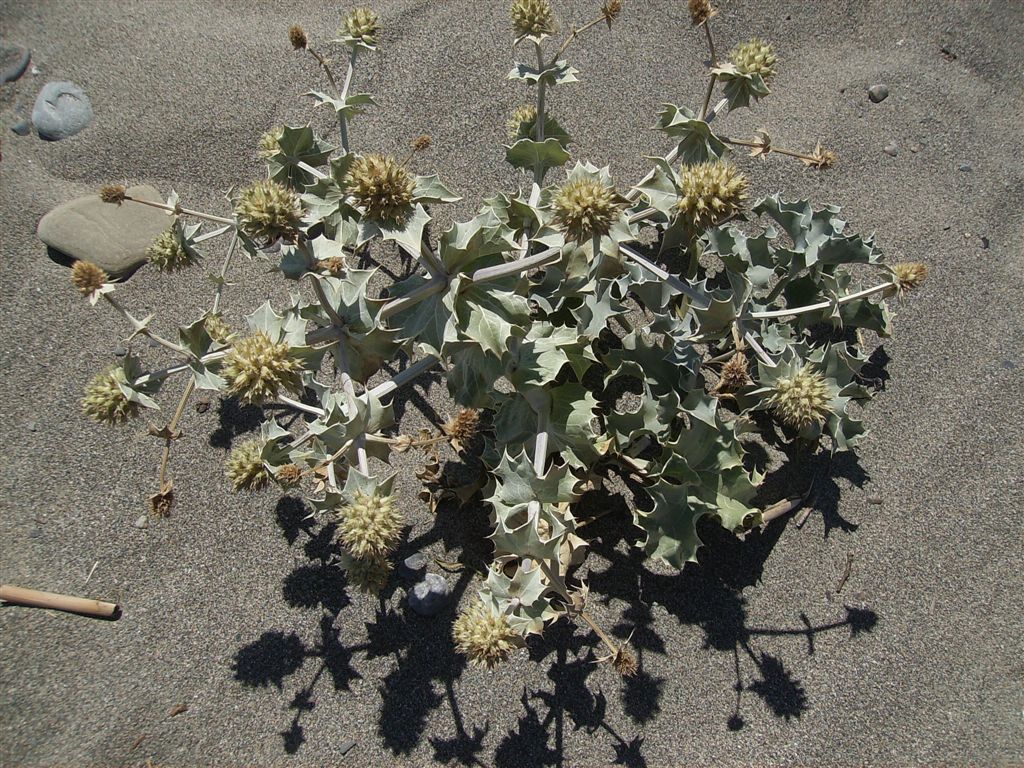 Eringium maritimum